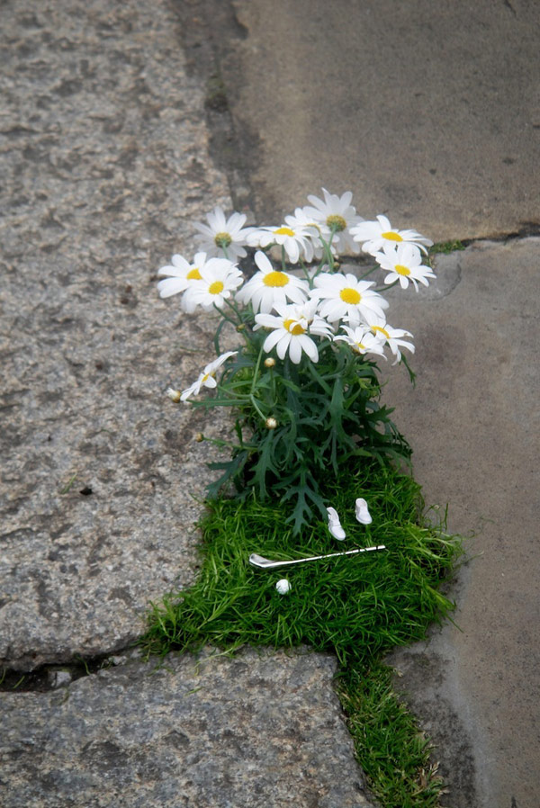 бели цветя на тротоара